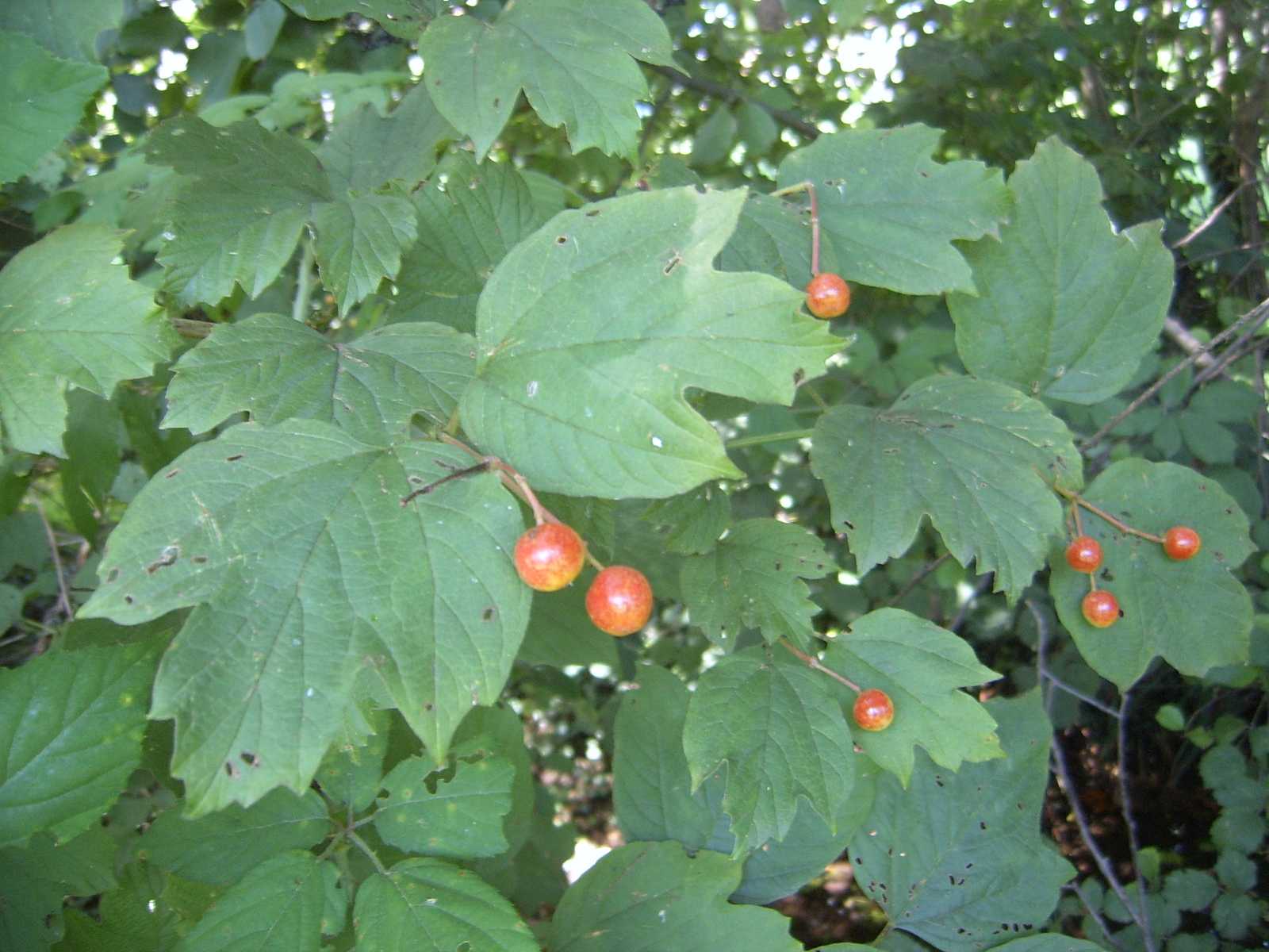 Viburnum opulus